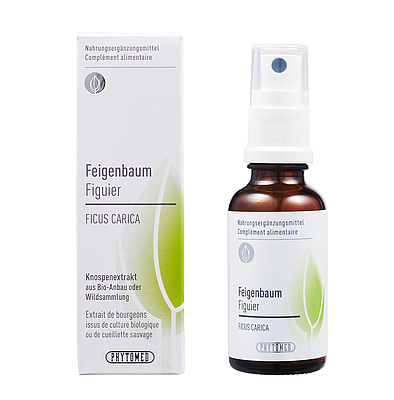 Feigenbaum, Knospenextrakt