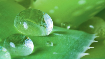 Aloe Vera